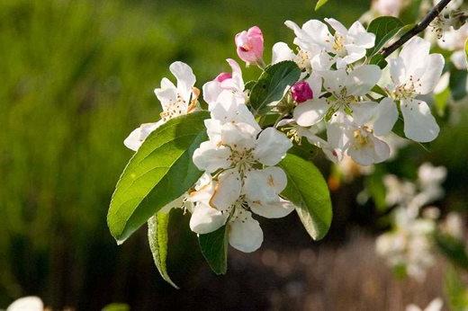 Malus atrosanguinea 'Gorgeous'