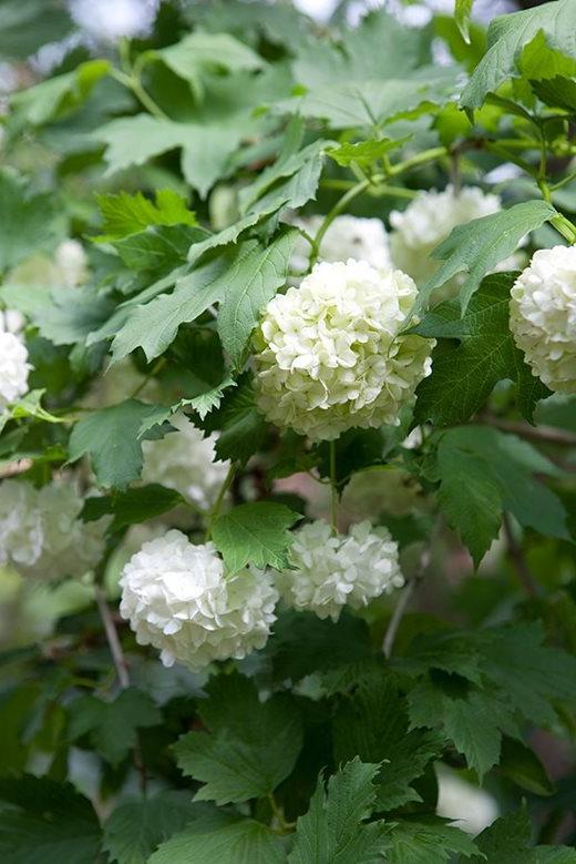 Viburnum opulus 'Roseum'