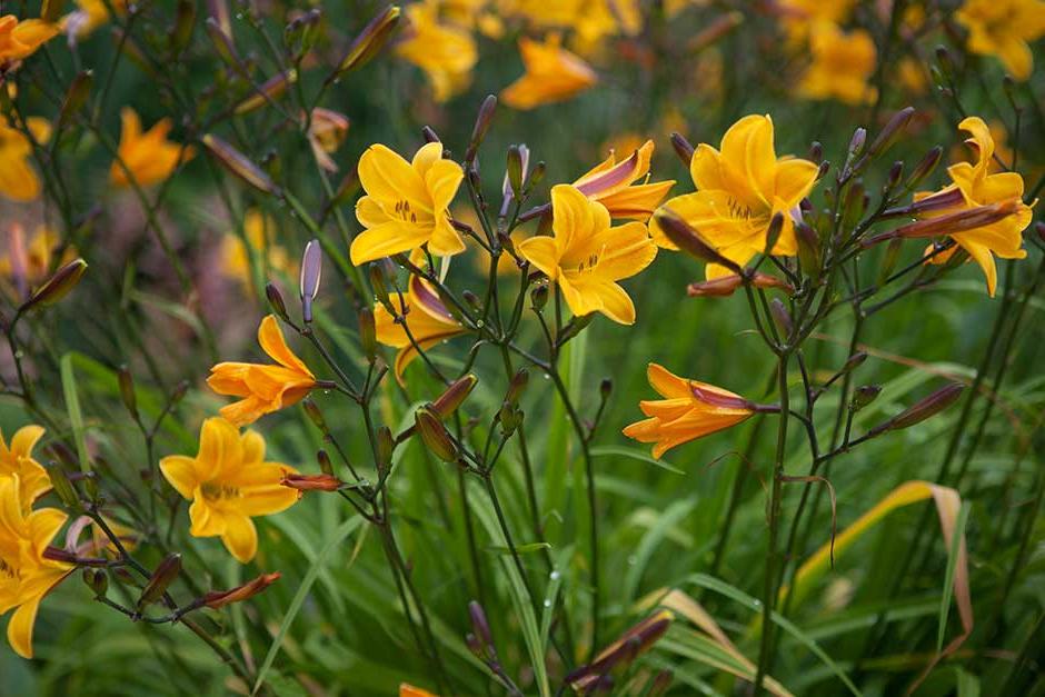 Discover hemerocallis