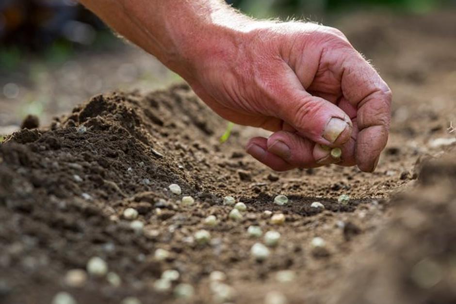 Sowing pea seeds outdoors