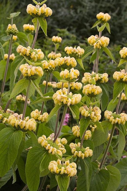 Phlomis russeliana growing with Stipa tenuissima