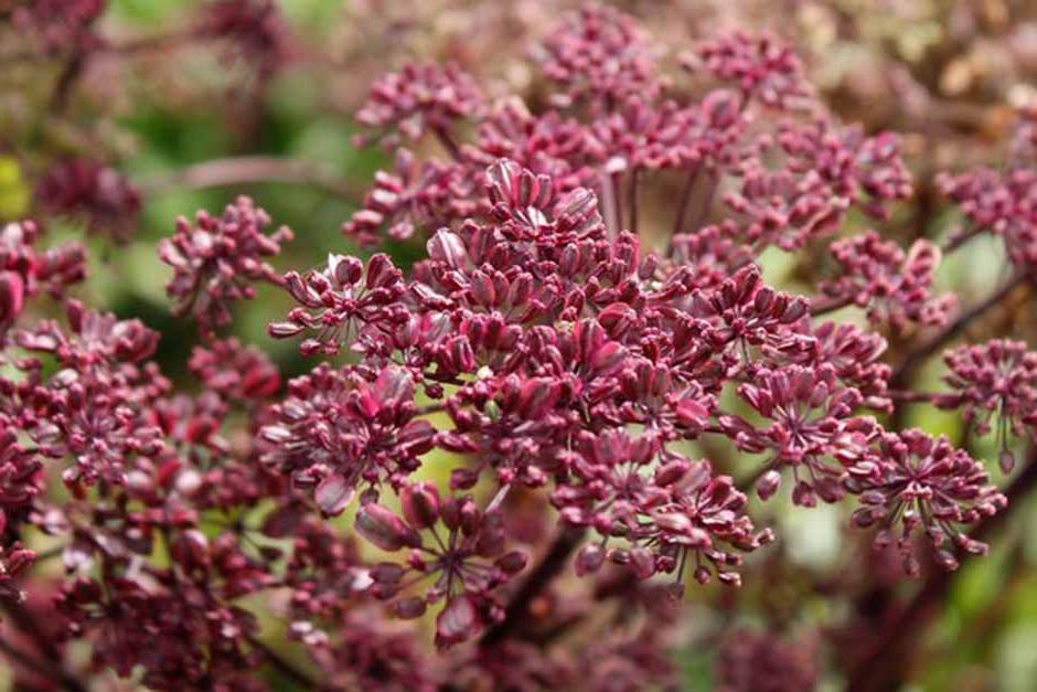 Key plants in the garden