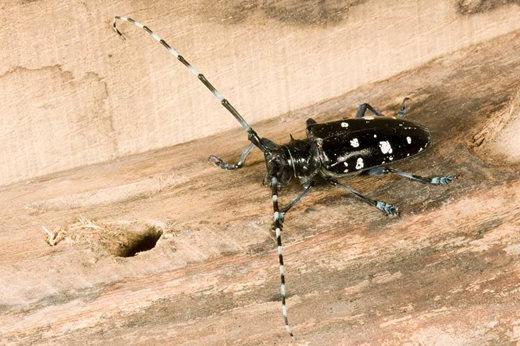 Asian longhorn beetle