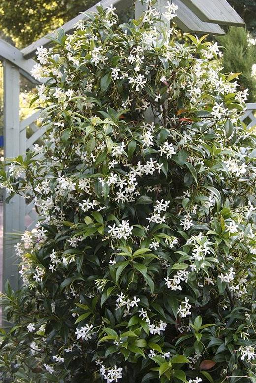 Trachelospermum jasminoides 'Variegatum'