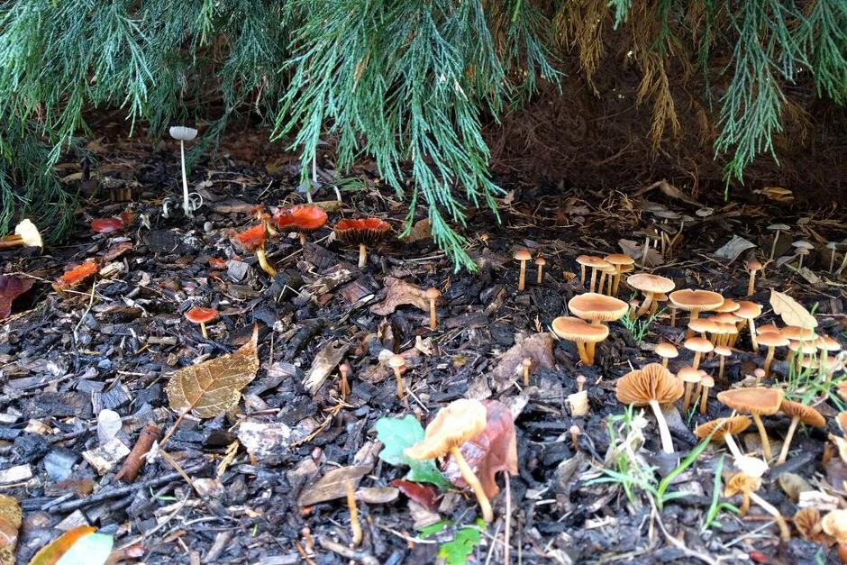 Taking an additional photo from further away to show where the mushrooms are living is also very helpful. This helps to show us what kind of material the fungi are living near or on, which can be useful in understanding important factors in their conservation.