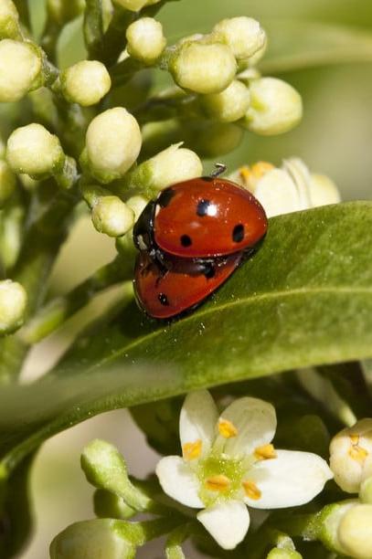 Mating 7-spot ladybirds (<EM>Coccinella 7-punctata</EM>) on <EM>Skimmia</EM> 