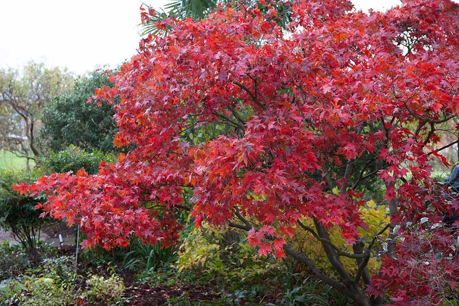 Discover Japanese maples