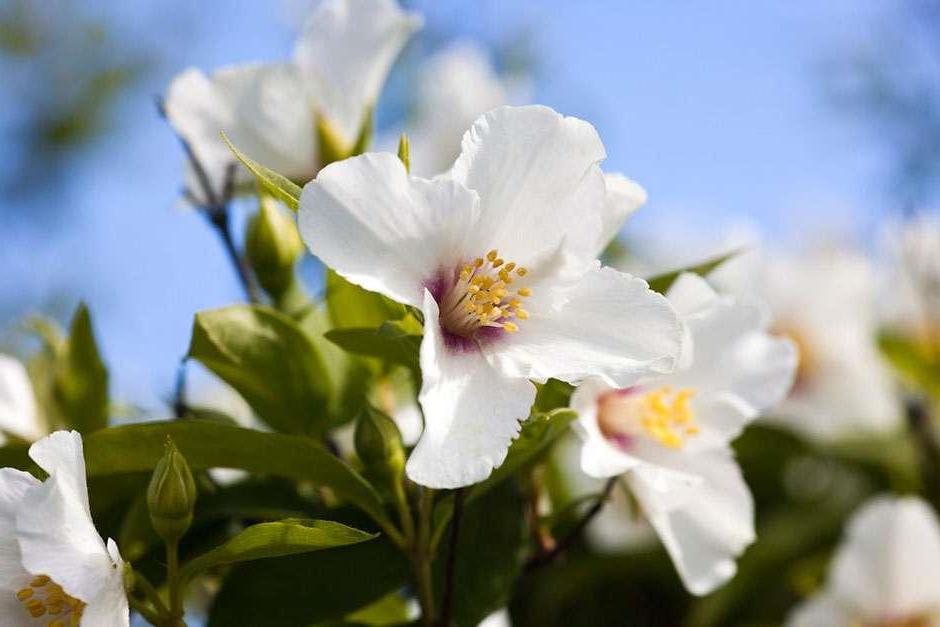 Philadelphus 'Beauclerk'