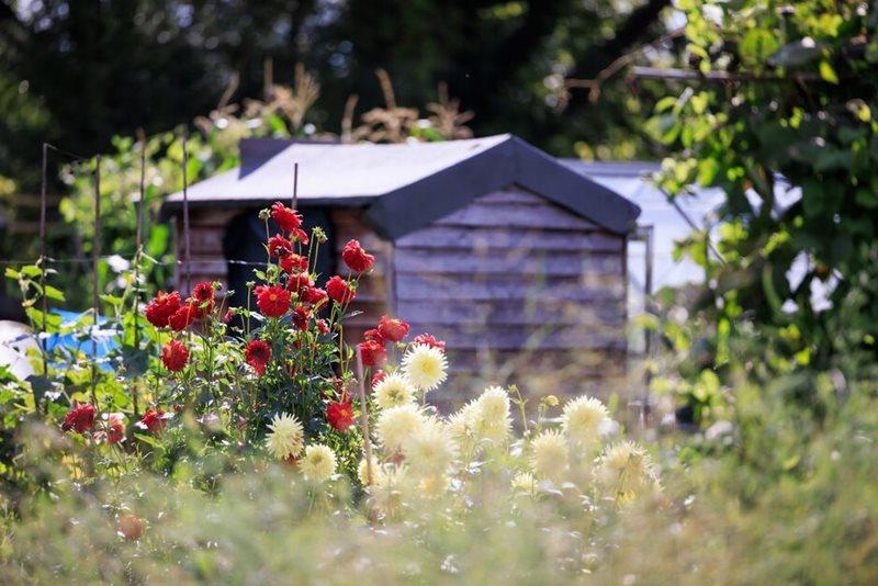 Allotment shed with dahlias