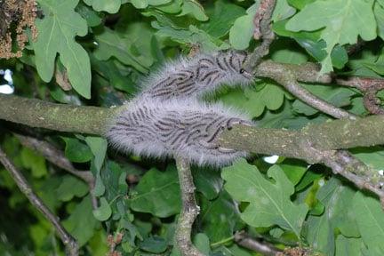 Oak processionary moth caterpillars © Forestry Commission