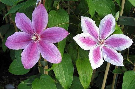 Clematis 'Carnaby'