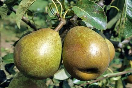 Pyrus communis (pear) 'Doyenné du Comice'. Credit: RHS Herbarium.