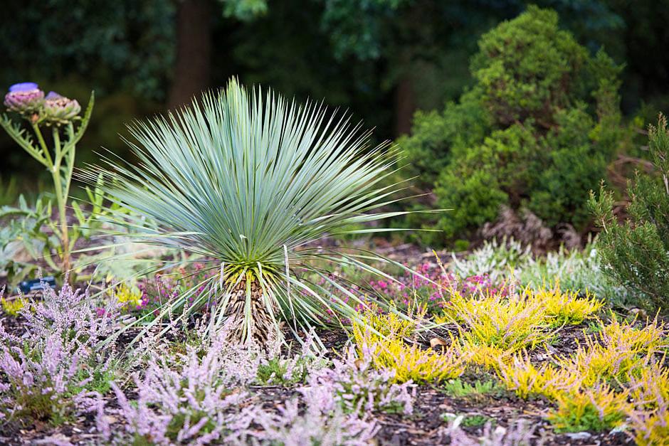 Heather landscape