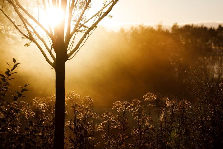 Plants basking in late summer sun