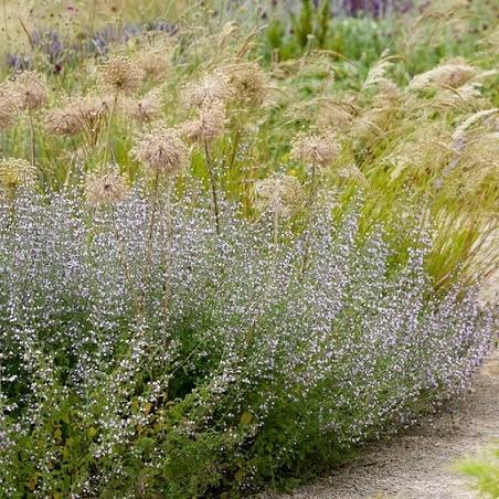 Plants with silvery or hairy foliage can cope better with coastal winds