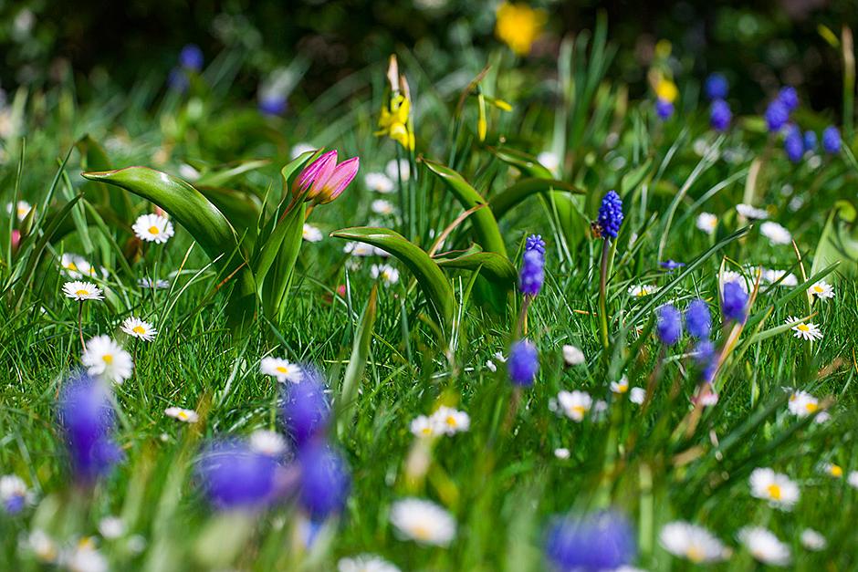 Plant an array of bulbs, from snowdrops to tulips and grape hyacinths, to brighten your lawn throughout spring