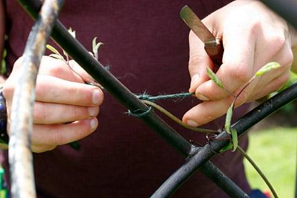 Tying in clematis stems