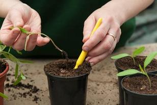 Pricking out tomato seedlings