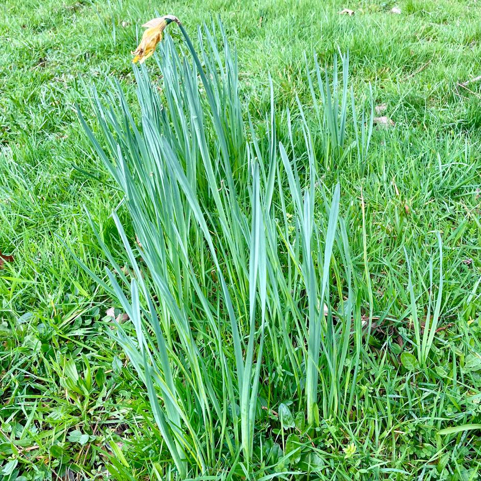 Daffodil blindness