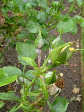 Rose powdery mildew