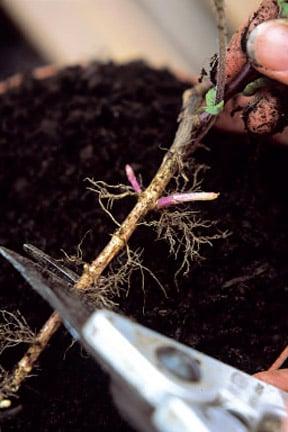 Propagating herbs