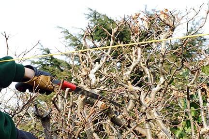 Hedge Renovation. Credit: RHS/John Trenholm