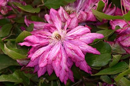 Enjoy two flushes of flowers from Clematis 'Kaen' with proper pruning. Credit: RHS/Tim Sandall.