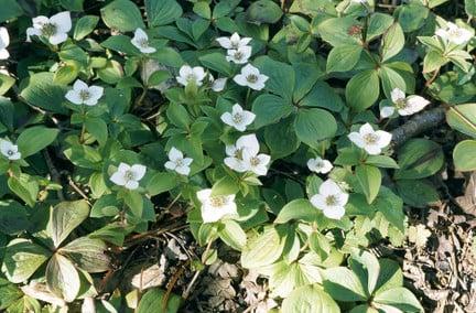 Ground cover plants