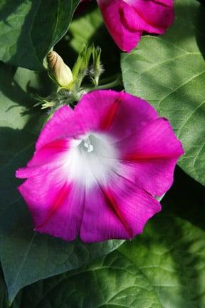 Climbers: using annuals