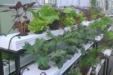 Tiered or horizontal hydroponics system; a version of nutrient film technique