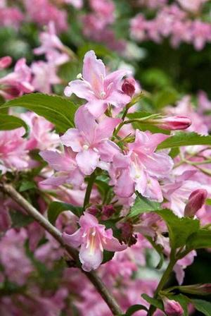 weigela