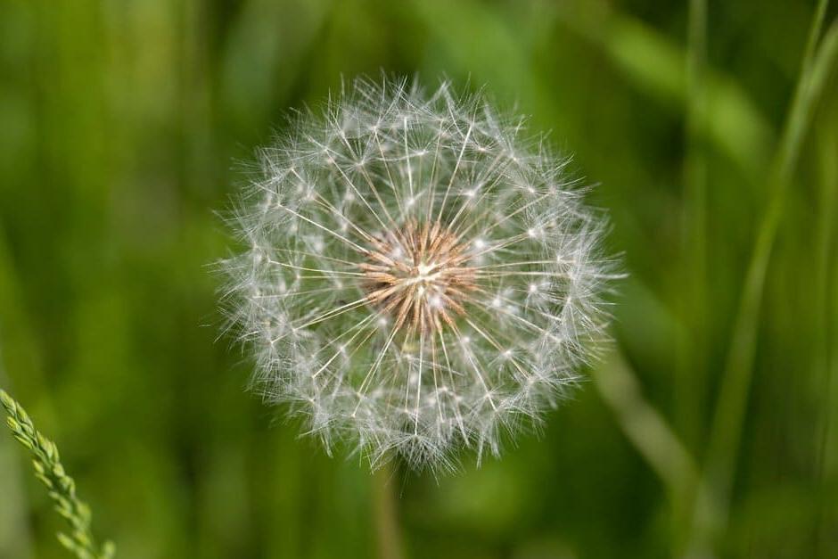 This dandelion has reached maturity and produced offspring