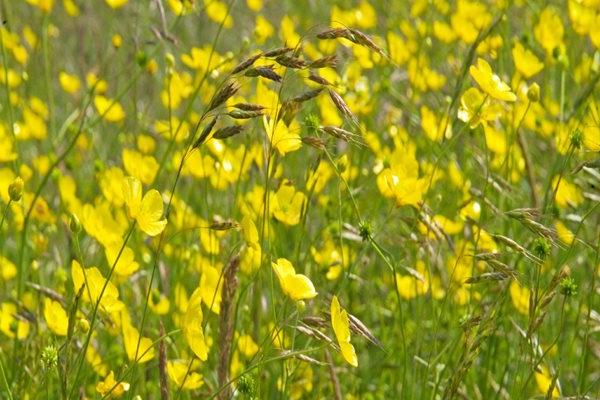 Grow a low-carbon wildflower meadow