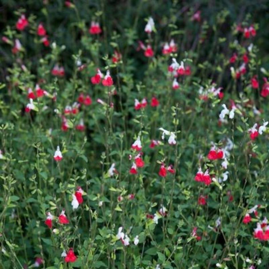 <i>Salvia</i> ‘Hot lips’