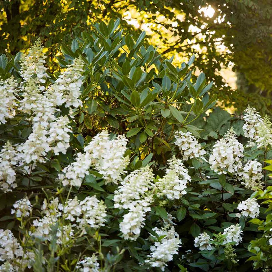 Hydrangea paniculata 'Floribunda' is a good choice for clay soils.