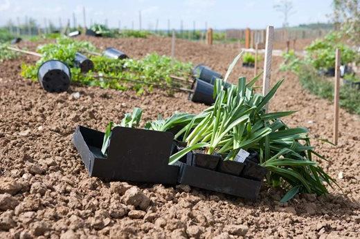 Planting camassia cusickii