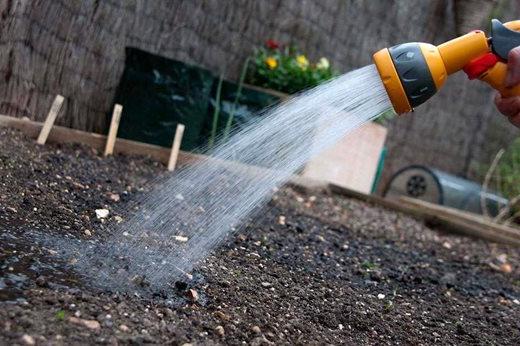 watering seeds