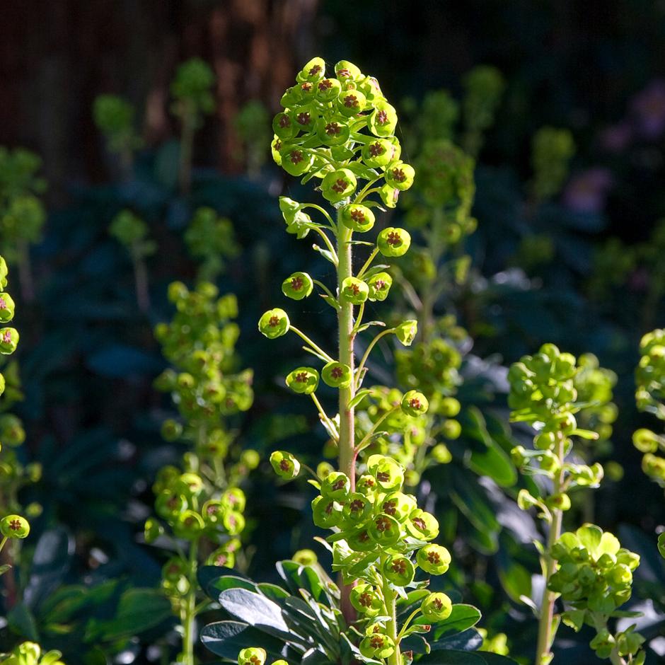 <i>Euphorbia amygdaloides</i> var. <i>robbiae</i> is great dry shade groundcover