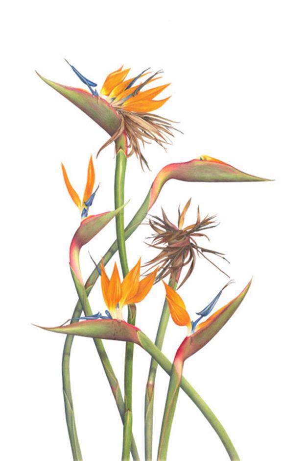 Strelitzia reginae artwork