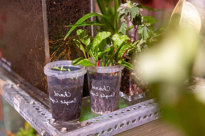 Reusable planting container