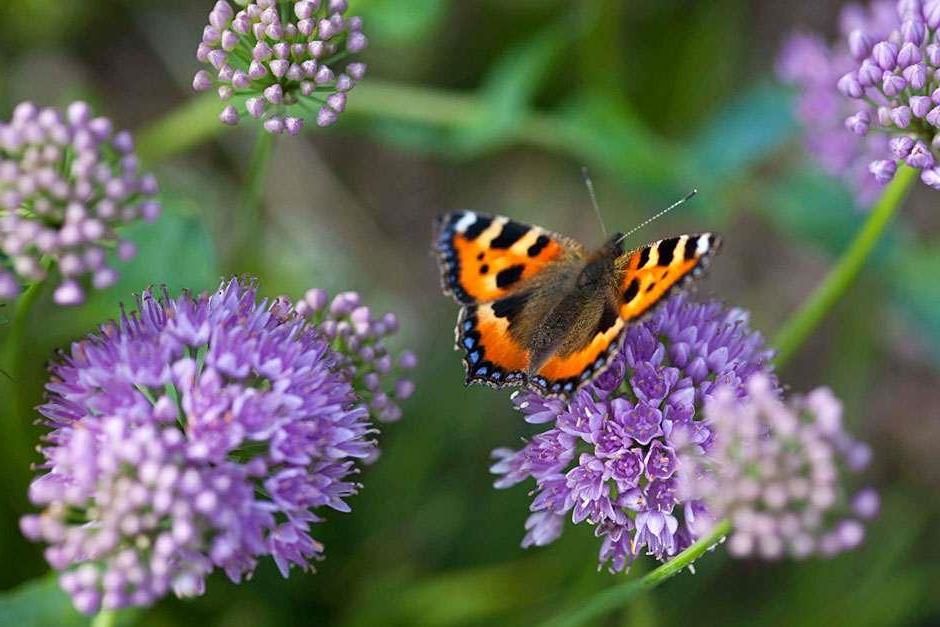 RHS guide to gardening for wildlife