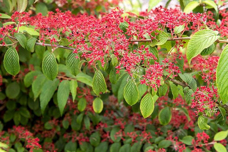 Viburnum Kilimanjaro Sunrise