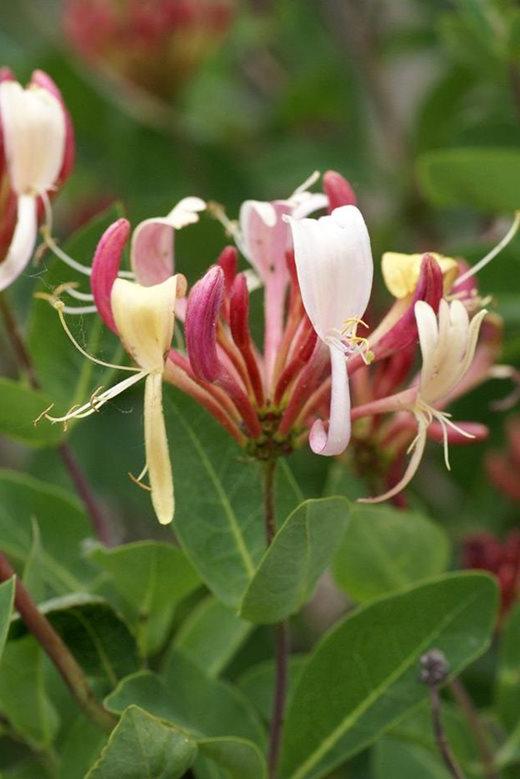 Lonicera periclymenum variety