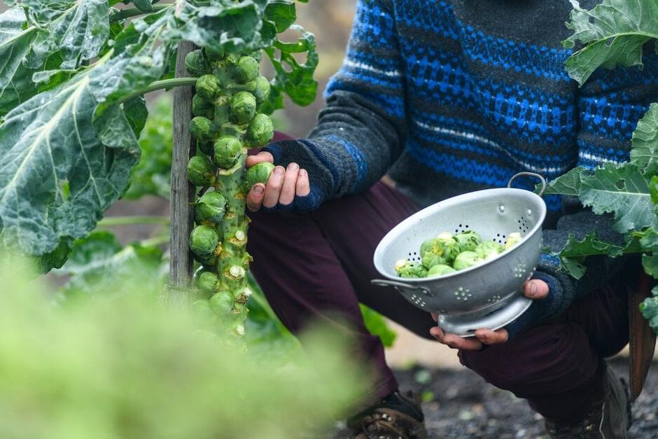 Harvesting staked Brussels sprouts