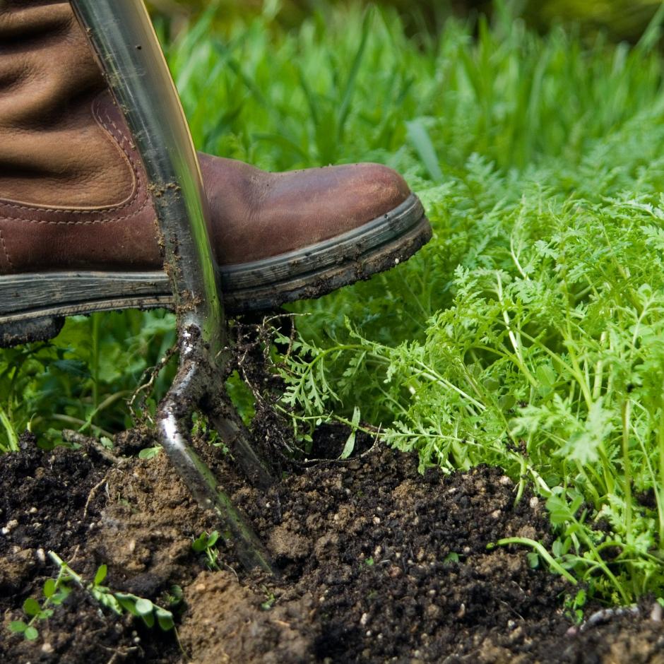 Green manures protect soil, suppress weeds and improve fertility