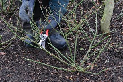 Pruning a ground cover rose.