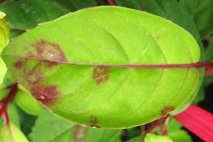 Fuchsia rust. Symptoms on upper leaf surface. Image: John Scrace