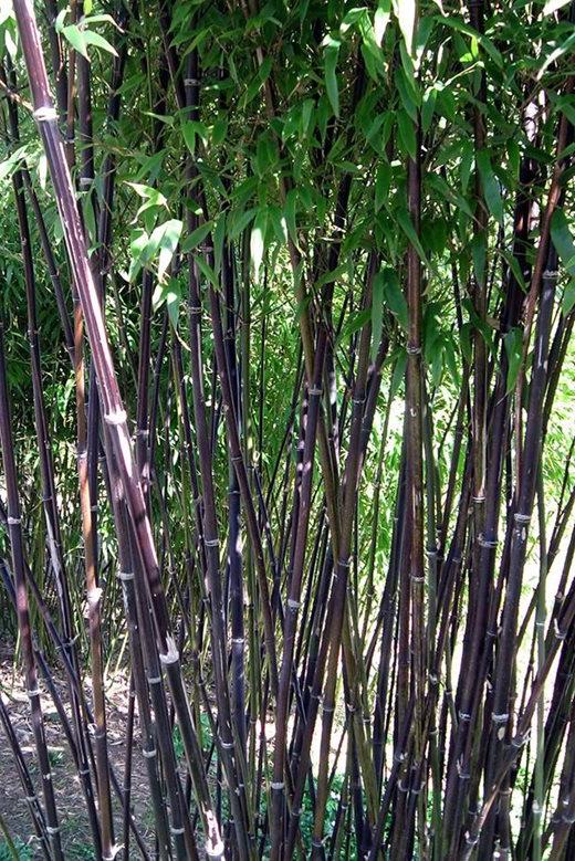 Phyllostachys nigra