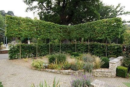 A pleached hedge at RHS Garden Wisley.