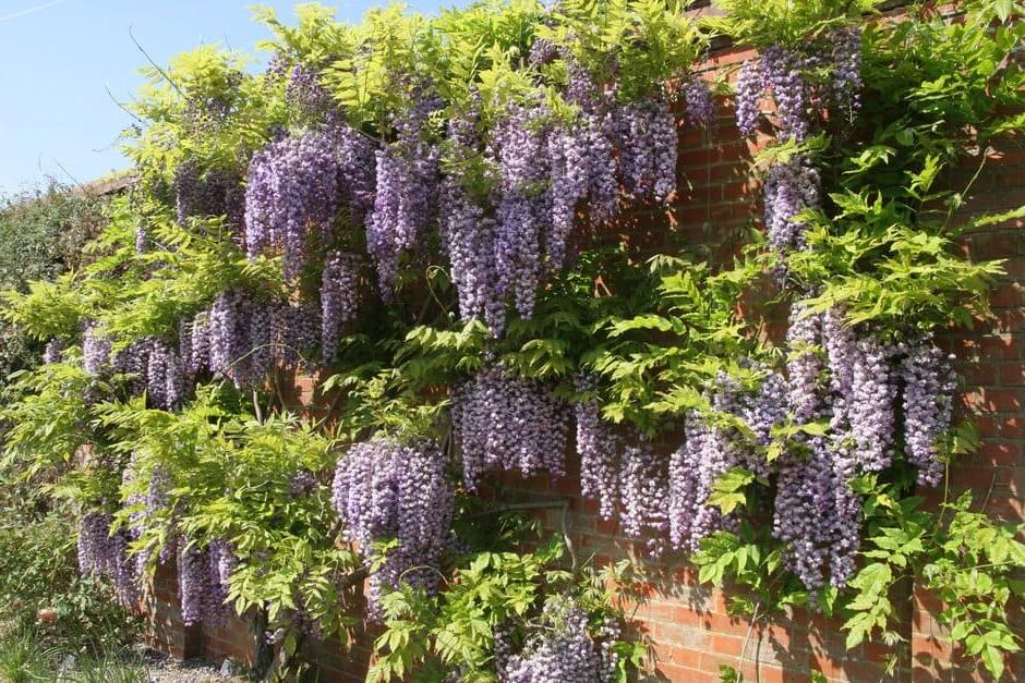 Vigorous climbers, like wisteria, need tying-in regularly to stay looking good and growing well